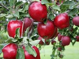 تحقیق کامل درباره درخت سیب
